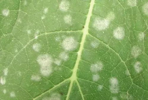 除了腈菌唑，还有别的办法吗？