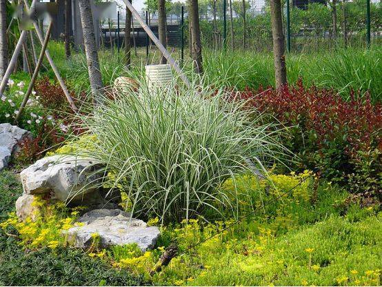 观赏草在园林设计中的地位