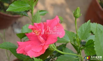 朱槿怎么繁殖才嫩保证后代植株的优良性状？