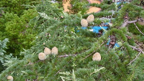 科学测量， 揭秘雪松高度