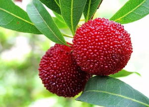 杨梅：水边的酸甜小果