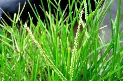 草坪无纺布的保养秘诀