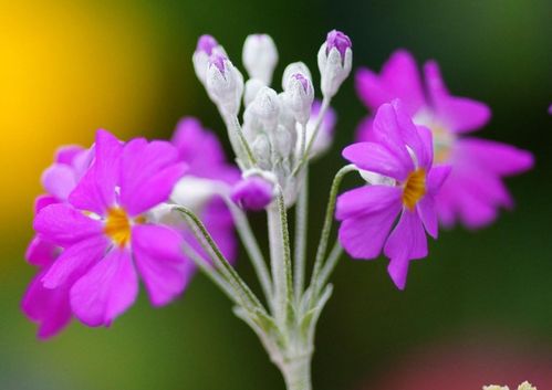 月光花房， 夜晚的浪漫