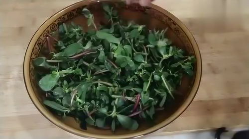 马齿菜这样做，美味又营养