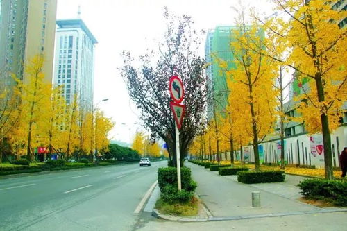 白果未熟先落，揭示城市绿化与生态平衡的矛盾