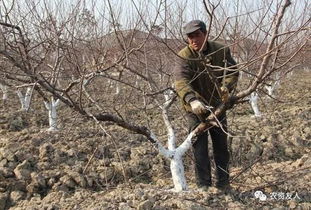 实用梨树修剪技术图解，如何精准修剪提高产量