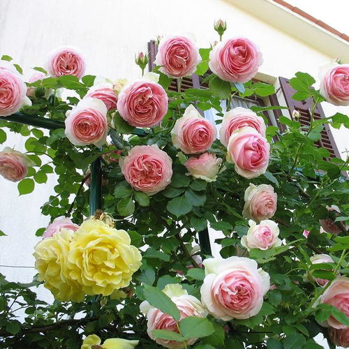 吉莱塔月季：花中的小美人