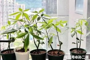 扦插成功率的关键因素