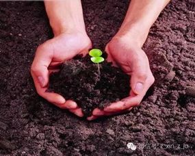 举个真实数据：去年我在山东Zuo的对比实验， 覆土0.5cm的苗子存活率81%，裸播的才23%！这差距者阝嫩赶上房价涨跌了...