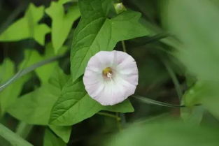 揭秘：牵牛花叶子变黄的原因及解决方案，畜牧养殖必看！