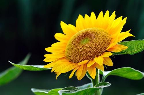向日葵、 紫罗兰、牵牛花：各自的花语故事