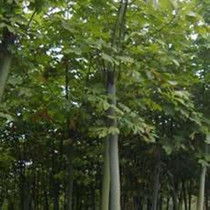 青桐树苗木价格揭秘