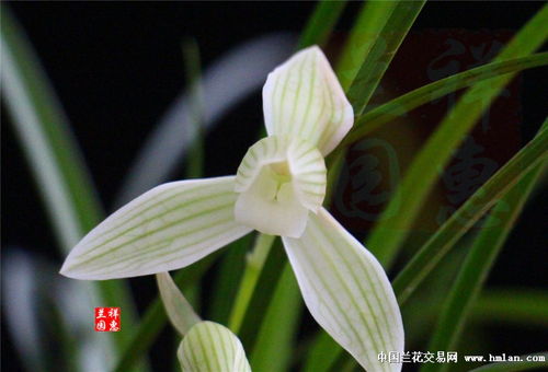 莲瓣兰白雪公主，与其它品种有何独特之处
