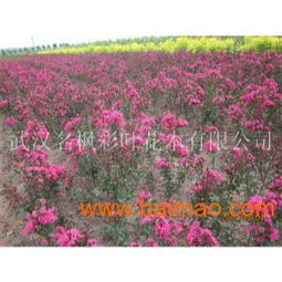 红火箭紫薇扦插，掌控时间，提高成活率的秘诀！