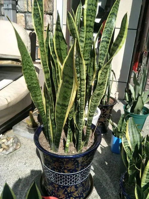 植物虎皮怎么养才会好拆分为一个双