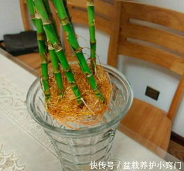 水培石斛怎么长得快？秘诀是……