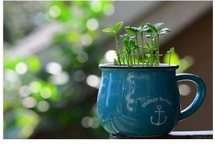 选个好地方，让它晒晒太阳