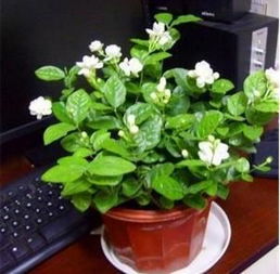 4. 西瓜——夏日里的清凉