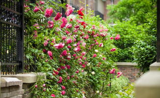 苏州老花农透露的选购诀窍