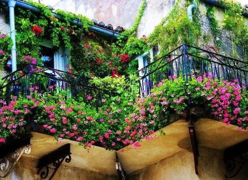 同过实地调查发现， 不同场景需匹配特定品种（文字版对比表）：