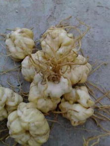 中药材种植的商机