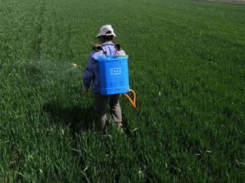 小麦条锈病的防控：兴平市的行动