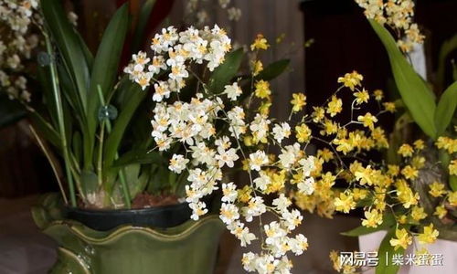 龙吐珠花养殖指南：在家养护是否适宜？