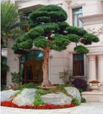 罗汉松和景观园林：打造私家花园