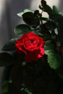 月季花的美丽之谜