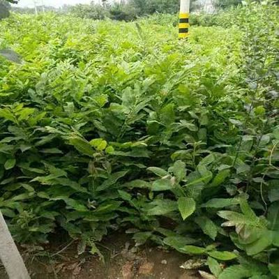 板栗树几年结果才算丰产？如何管理才能实现高产