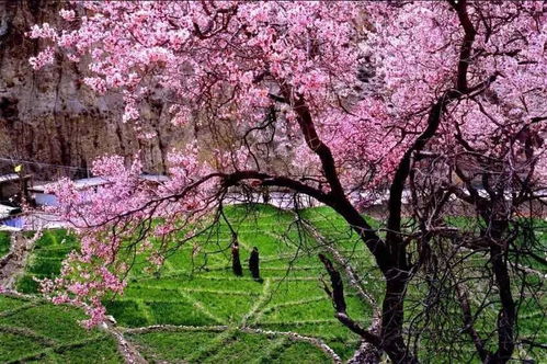 三月踏青赏啥花？八大春日明星品种推荐