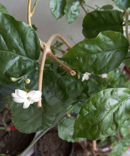 茉莉花修剪整枝的最佳时间是什么时候