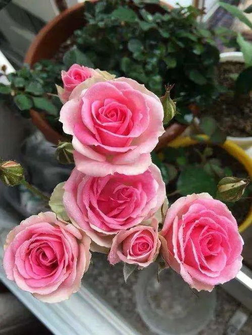 钾肥：增强抵抗力，叶子绿油油