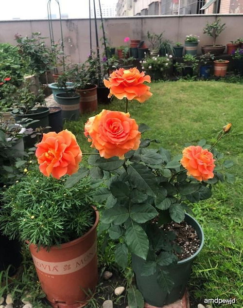 波莱罗月季：开花机器，胖仙女