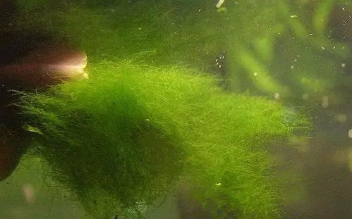 刚毛藻的形成与发展过程中，哪些环境因素对其产生和生长有显著影响