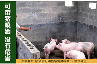 猪圈除臭的重要性