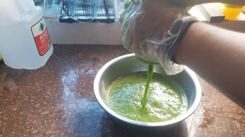 绿豆腐属于哪种植物类别？它是一种什么植物制成的