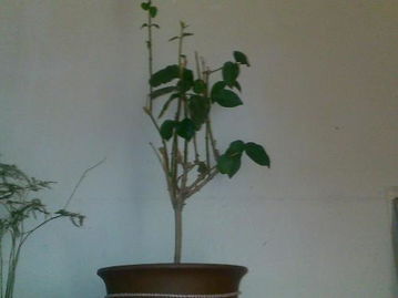图片查植物名称，如何快速识别植物种类