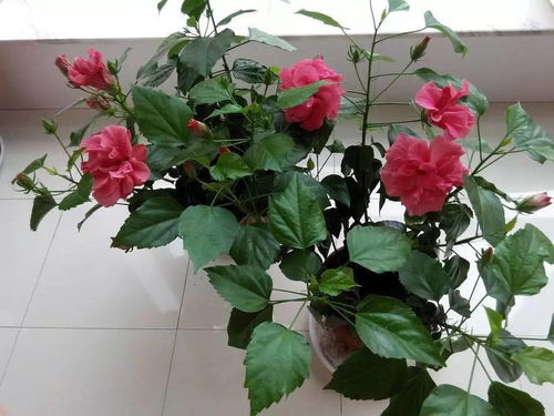 扶桑花摆放讲究多，室内摆放有何禁忌