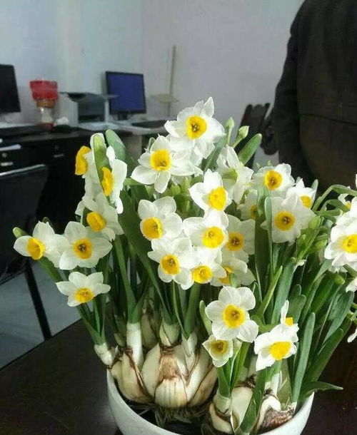 “适合家庭养护的花有哪些？这些既美观又好养的花卉
