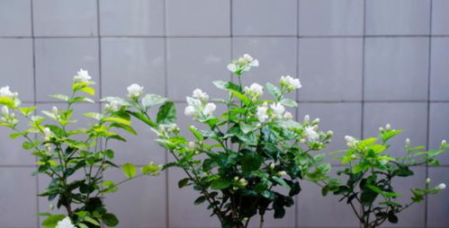 种植花草的方法