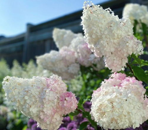 白云团：天气的征兆