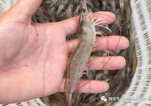 淡水养虾，选对品种是关键