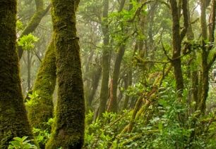 如何确保树木成活率