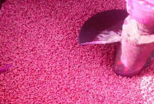 小麦的秘密：种子与农药的邂逅