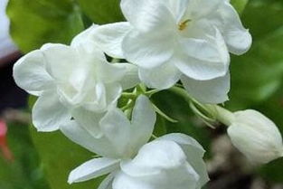 冬季茉莉花扦插方法中，如何处理低温对茉莉花扦插成功率的影响