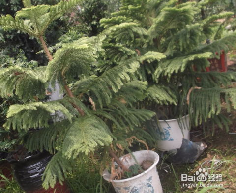 小盆栽穿“棉袄”