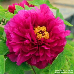 复色牡丹花， 美得让人心动