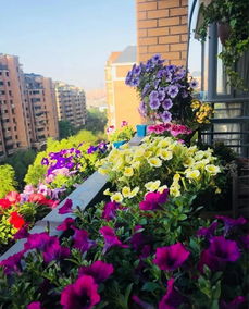 阳台莳花养花，常识须知