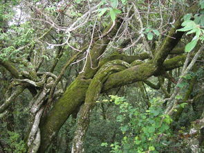 七棵树：生命的枝桠与寓意